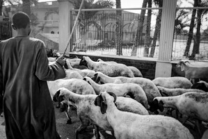 2024-10-29 egypte jour10 065